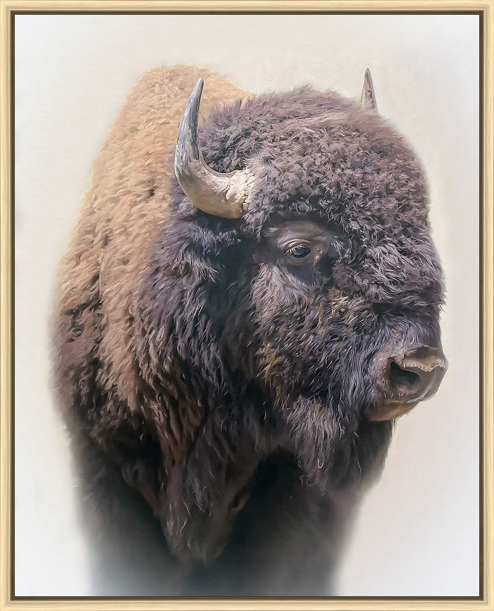 Bison