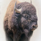 Bison