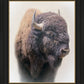 Bison