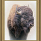 Bison
