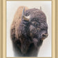 Bison