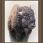 Bison