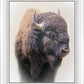 Bison