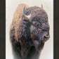 Bison