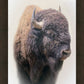 Bison