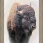 Bison
