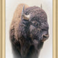 Bison
