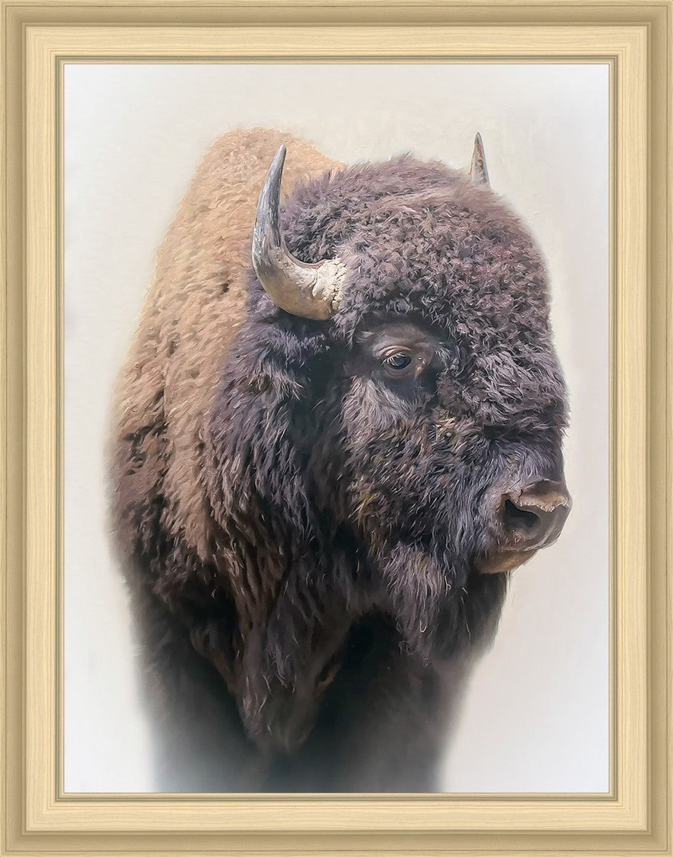 Bison