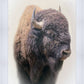 Bison