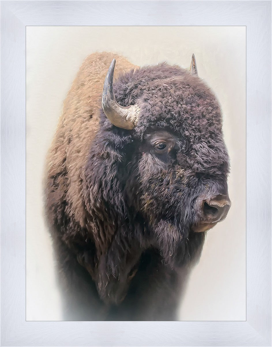 Bison