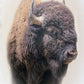 Bison
