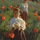 Poppies