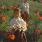 Poppies