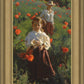Poppies