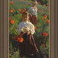 Poppies