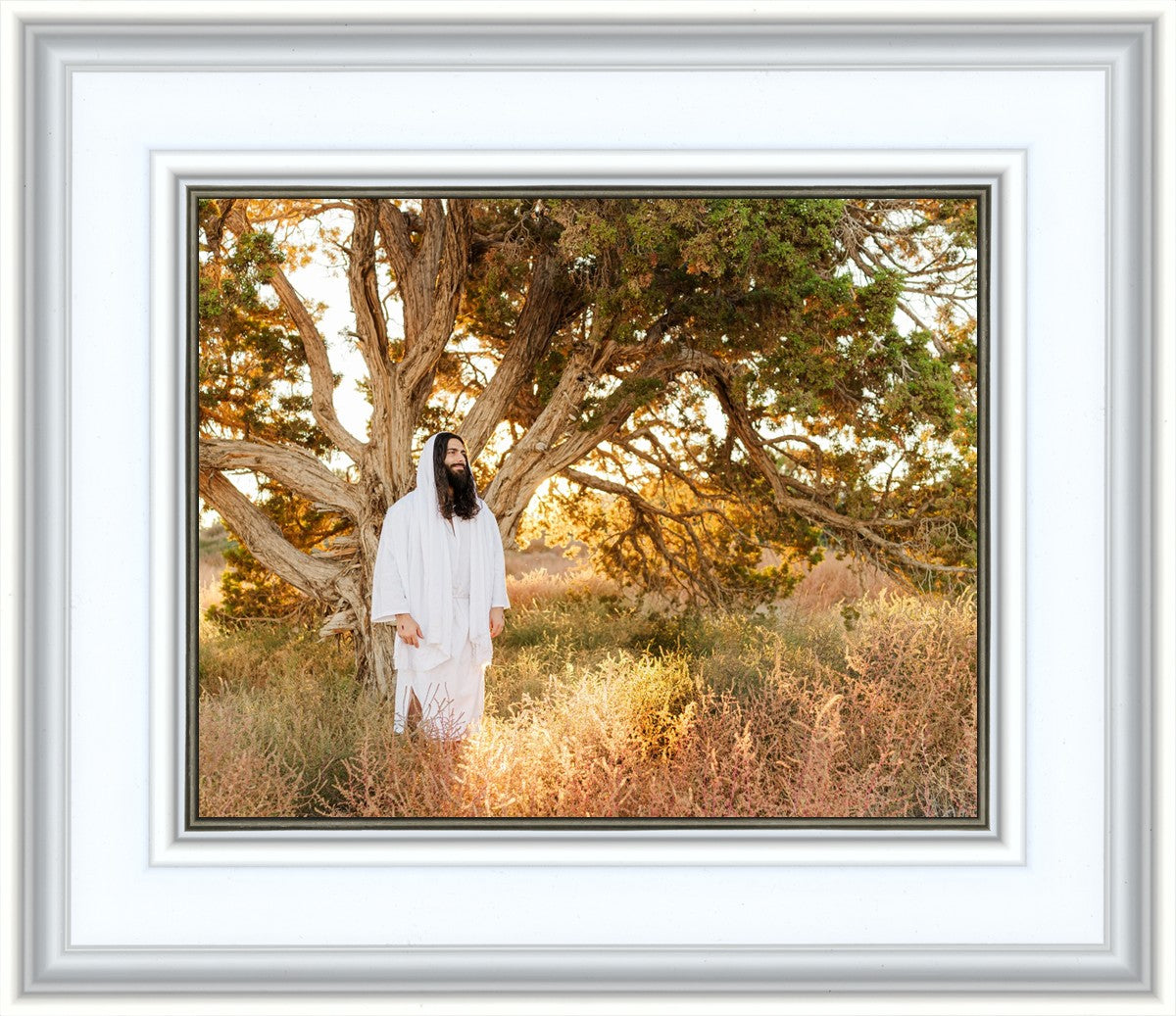 Our Tree of Life