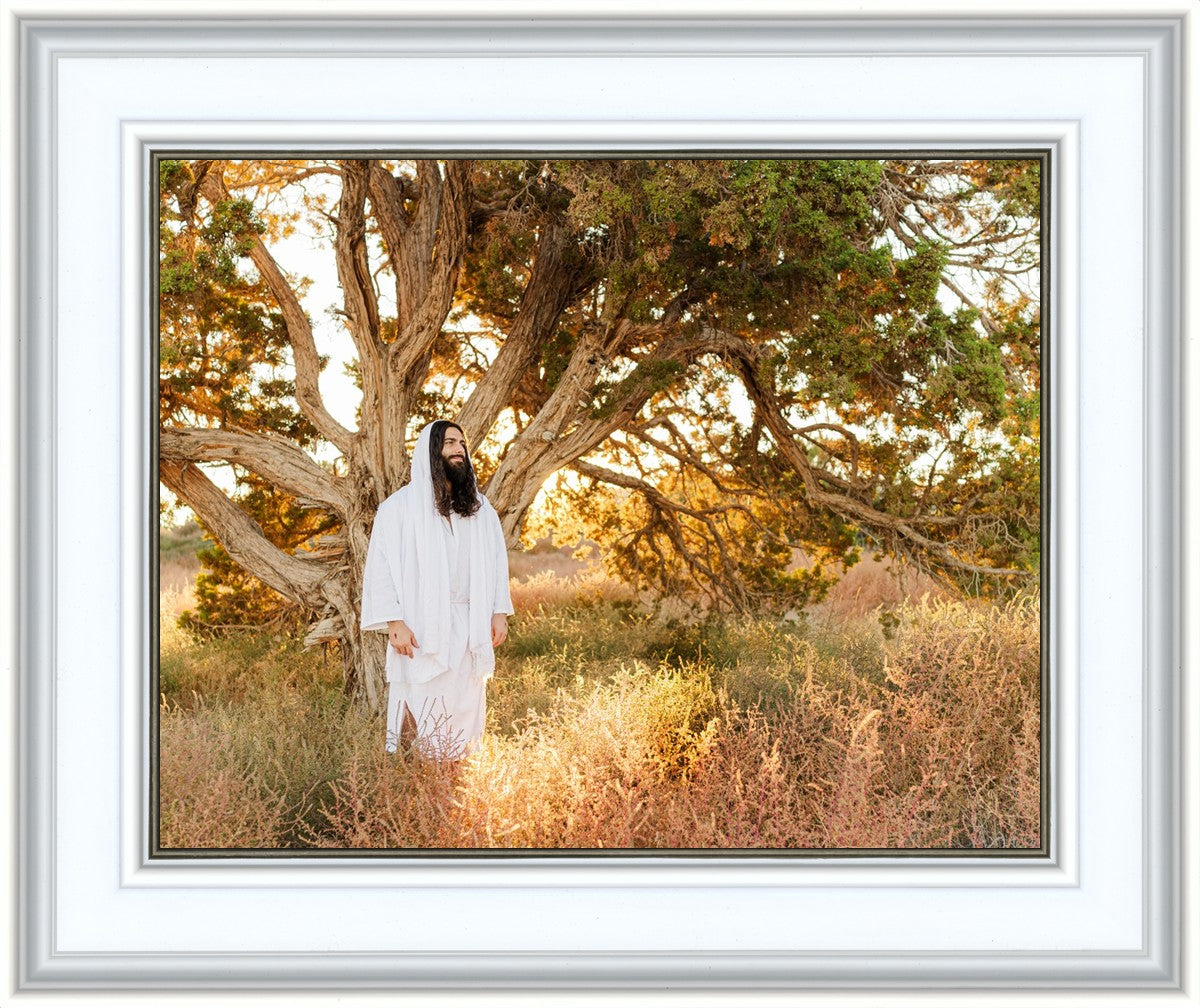 Our Tree of Life