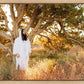 Our Tree of Life