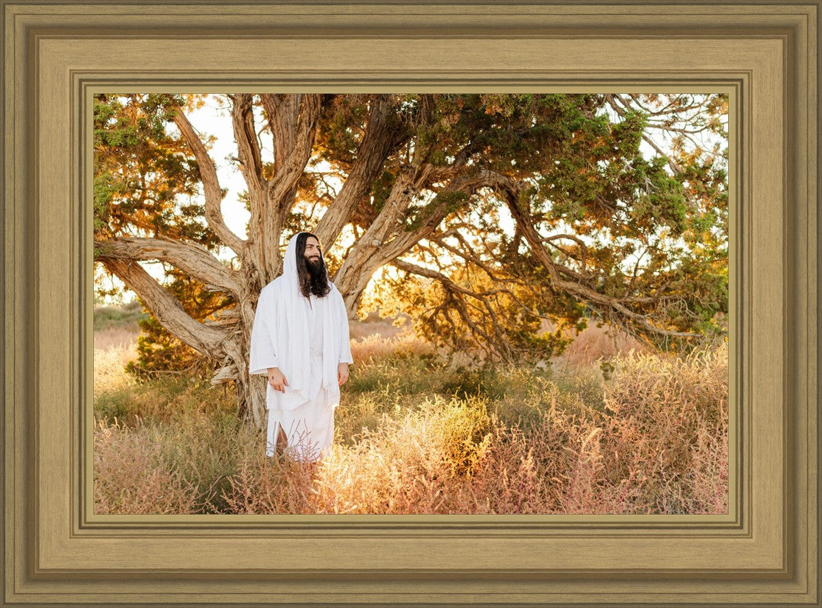 Our Tree of Life