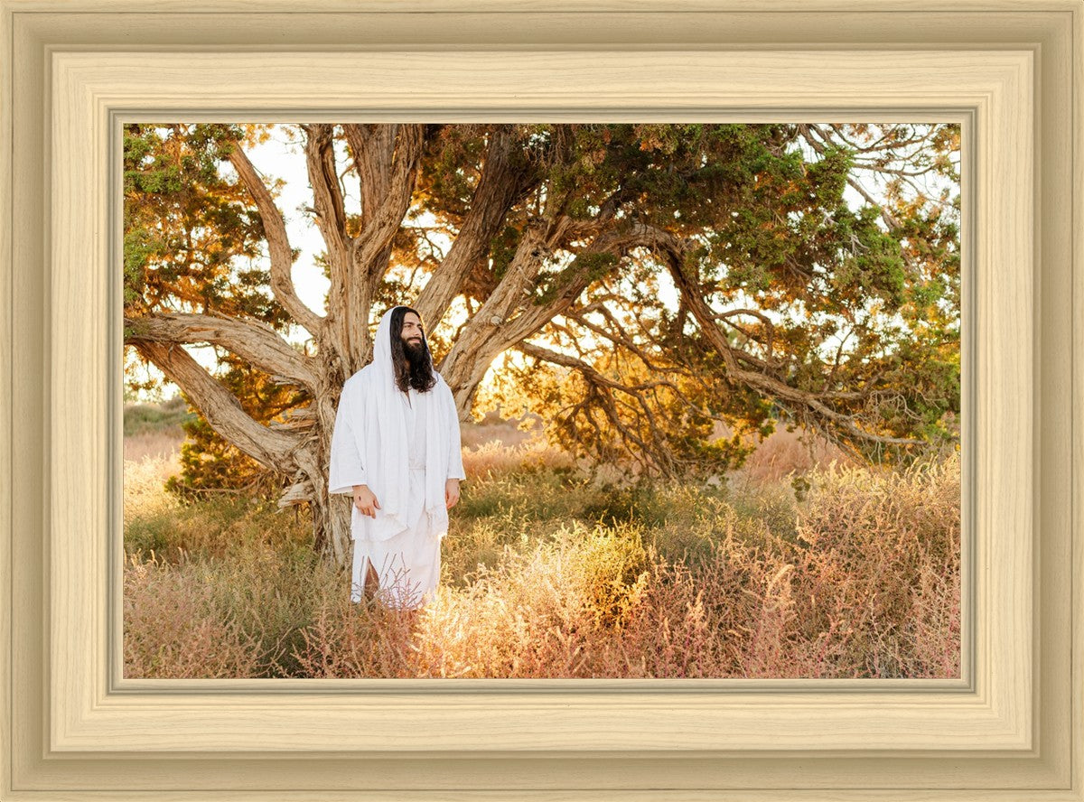 Our Tree of Life