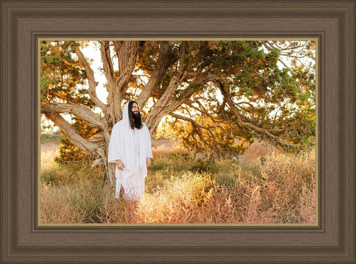 Our Tree of Life