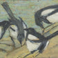 Magpies with Cattle Skull