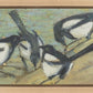 Magpies with Cattle Skull