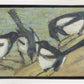 Magpies with Cattle Skull