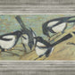 Magpies with Cattle Skull