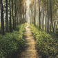 Enjoy The Beauty On Your Broken Path, Forest Walkway