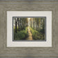Enjoy The Beauty On Your Broken Path, Forest Walkway