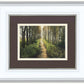 Enjoy The Beauty On Your Broken Path, Forest Walkway