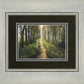 Enjoy The Beauty On Your Broken Path, Forest Walkway