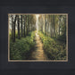 Enjoy The Beauty On Your Broken Path, Forest Walkway