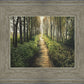 Enjoy The Beauty On Your Broken Path, Forest Walkway