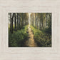 Enjoy The Beauty On Your Broken Path, Forest Walkway