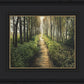 Enjoy The Beauty On Your Broken Path, Forest Walkway