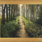 Enjoy The Beauty On Your Broken Path, Forest Walkway