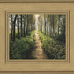Enjoy The Beauty On Your Broken Path, Forest Walkway