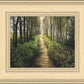 Enjoy The Beauty On Your Broken Path, Forest Walkway