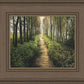 Enjoy The Beauty On Your Broken Path, Forest Walkway