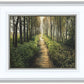 Enjoy The Beauty On Your Broken Path, Forest Walkway