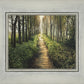 Enjoy The Beauty On Your Broken Path, Forest Walkway
