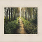 Enjoy The Beauty On Your Broken Path, Forest Walkway