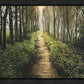 Enjoy The Beauty On Your Broken Path, Forest Walkway