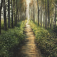 Enjoy The Beauty On Your Broken Path, Forest Walkway