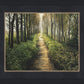Enjoy The Beauty On Your Broken Path, Forest Walkway