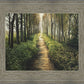 Enjoy The Beauty On Your Broken Path, Forest Walkway