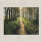 Enjoy The Beauty On Your Broken Path, Forest Walkway