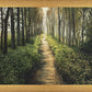 Enjoy The Beauty On Your Broken Path, Forest Walkway